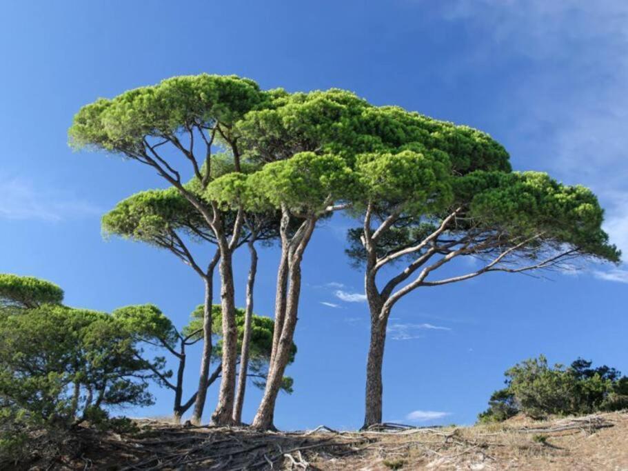 Le Petit Cote Ouest - Appt Dans Les Pins Pres De La Plage เลส์ซาบล์-โดล็อนน์ ภายนอก รูปภาพ